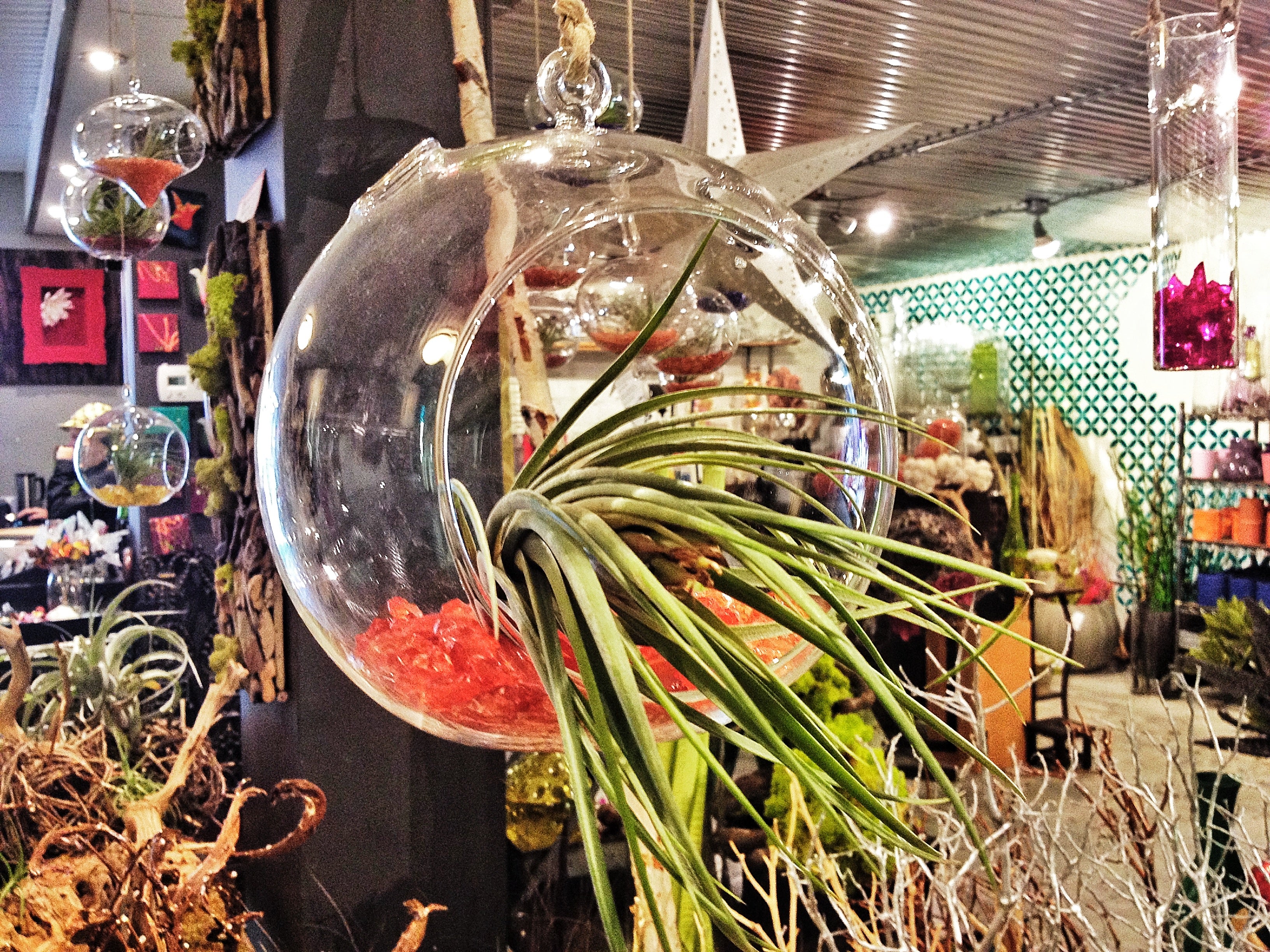 Rochester NY Florist | Father's Day Gift Ideas | Air Plant Globes