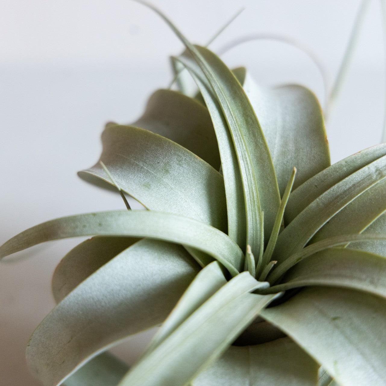 Air Plants | Houseplant Spotlight