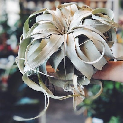 Air Plants | Houseplant Spotlight