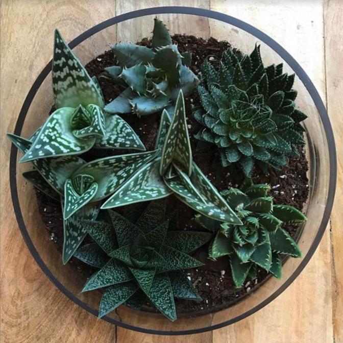 Are you a succa for succulents? | Houseplant spotlight