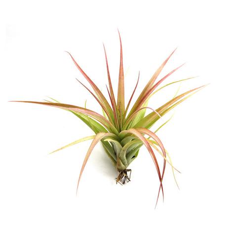 New Air Plants!