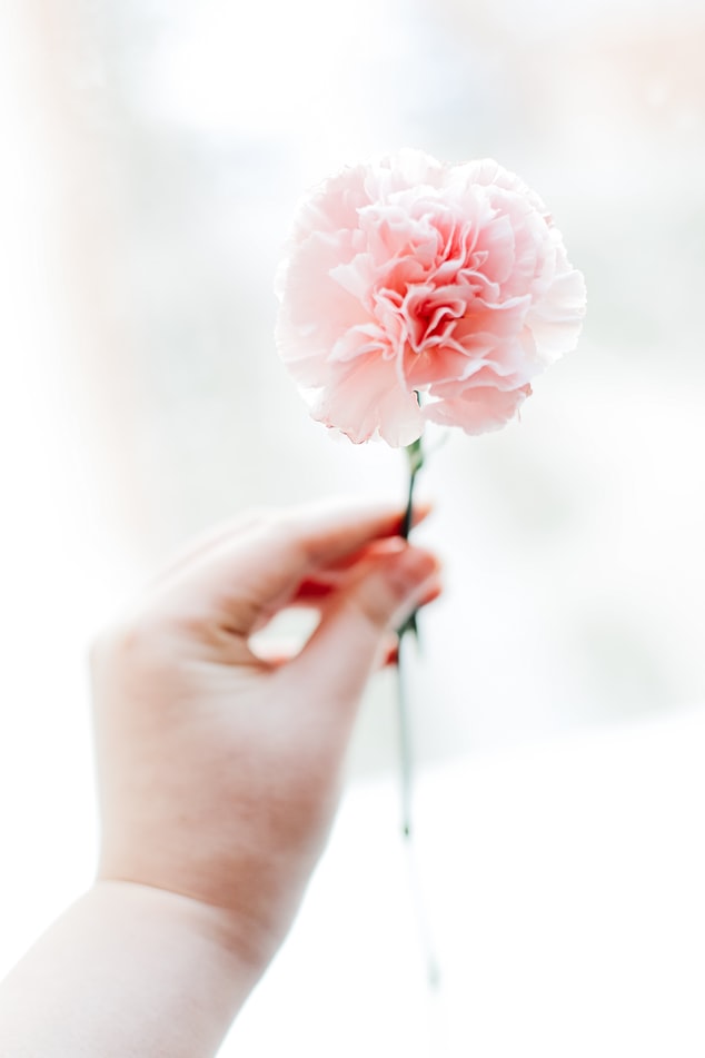 What in carnation! | Flower Spotlight