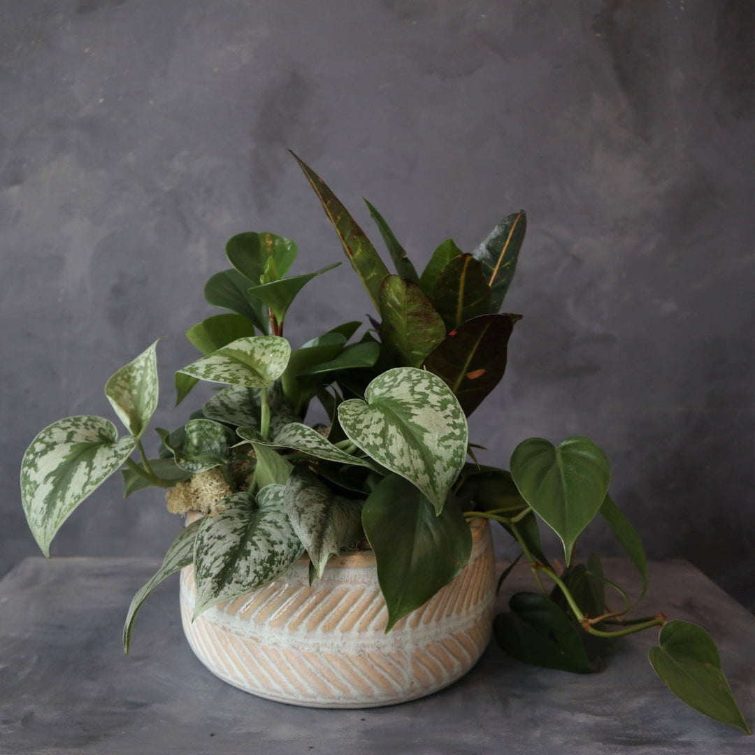 pothos plant on a dark background