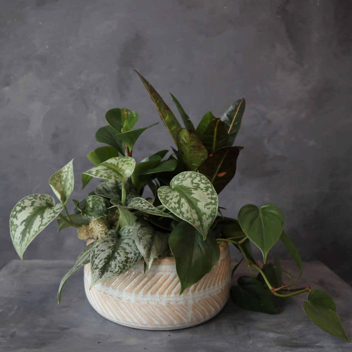 pothos plant on a dark background