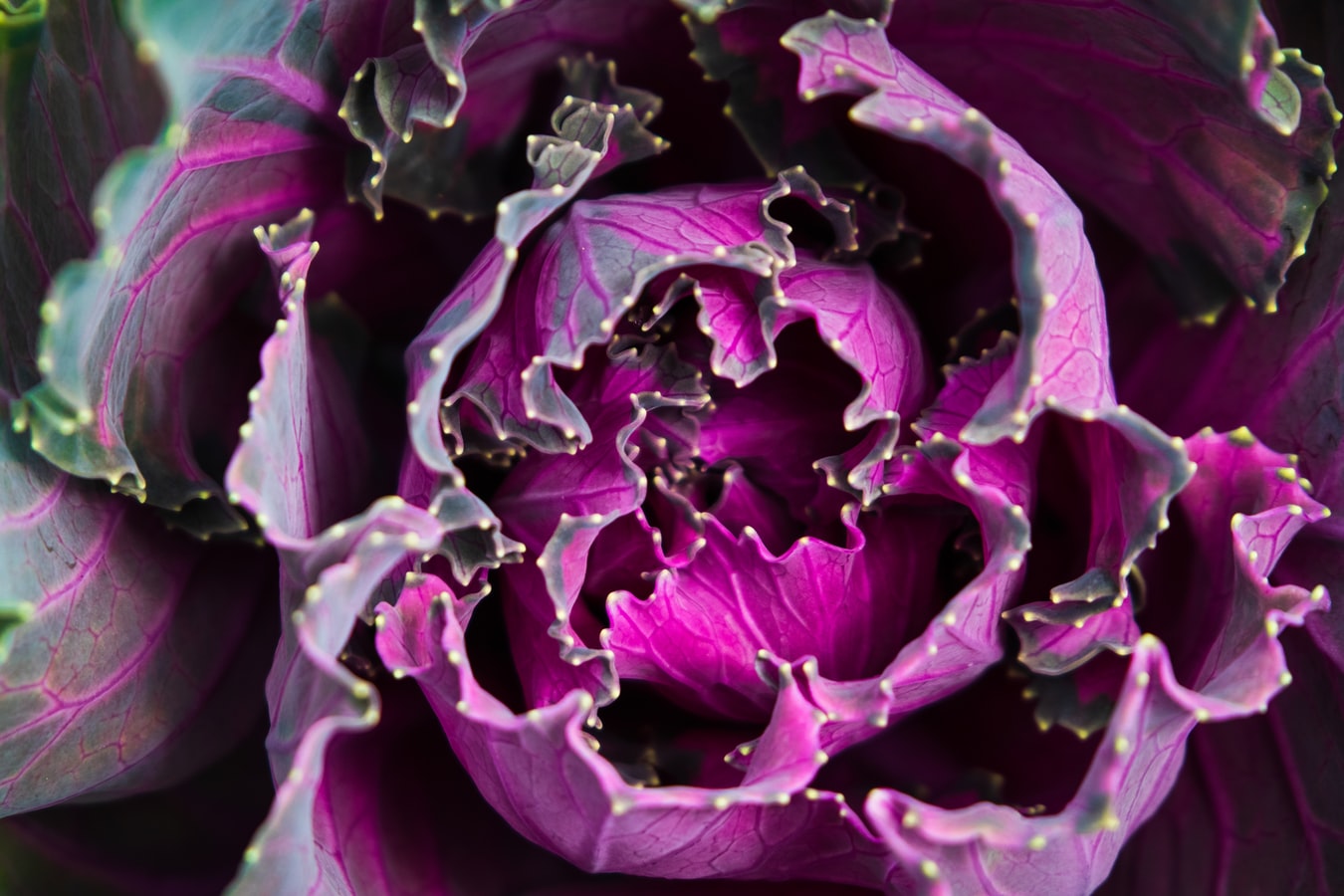 Ornamental Kale and Cabbage | Flower Spotlight