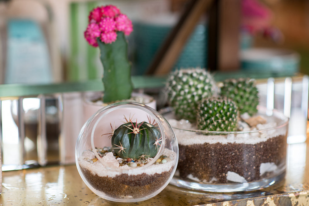 Mothers Day Terrariums