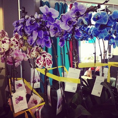 March Orchid Sale! | Rochester NY Florists