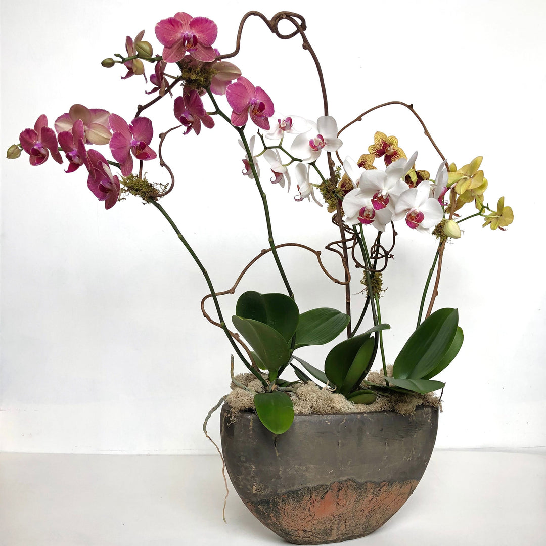 Orchid plant with colorful blooms in a pot