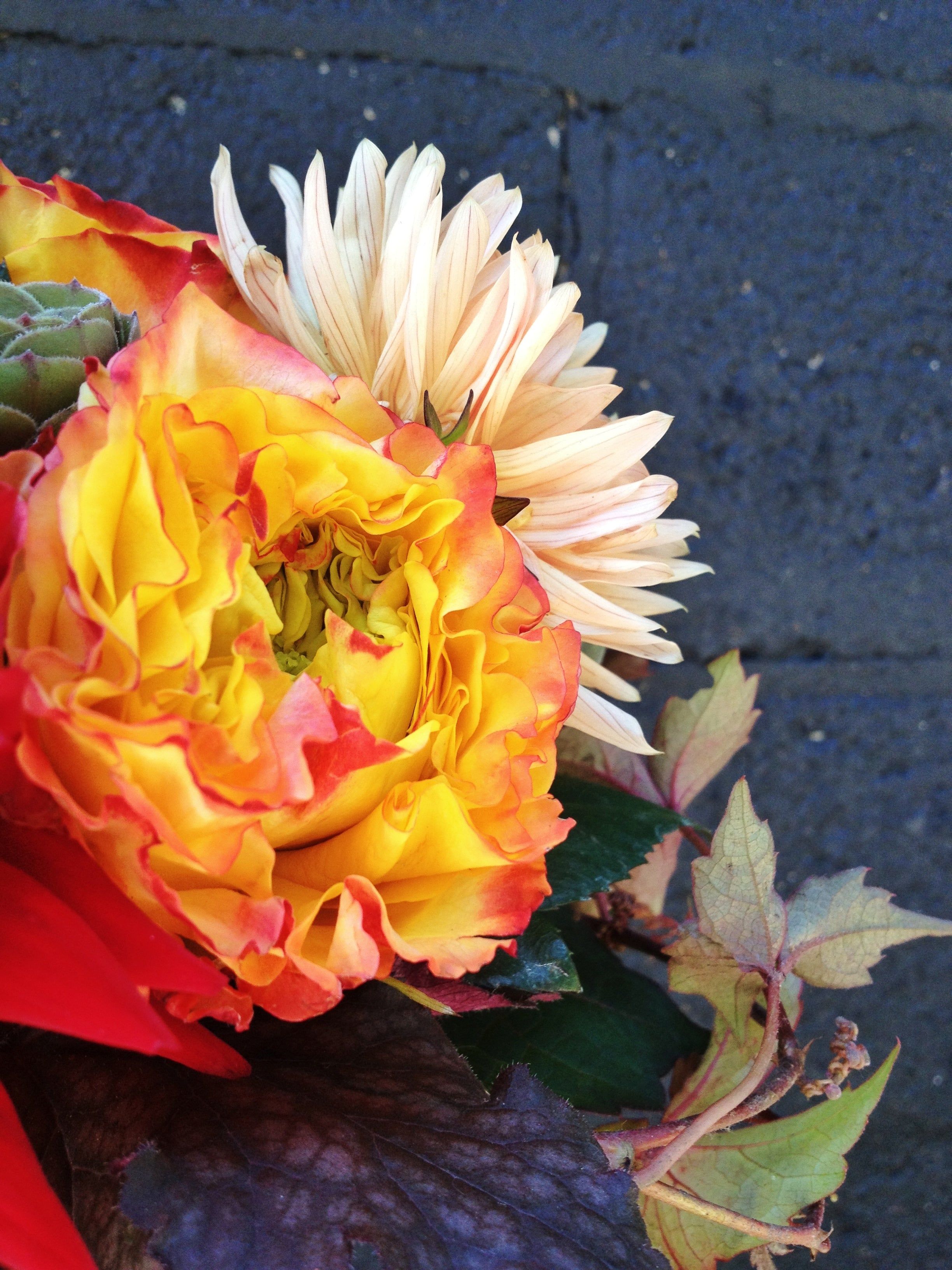 Rochester NY Florist | Favorite Friday | Fuego Garden Rose