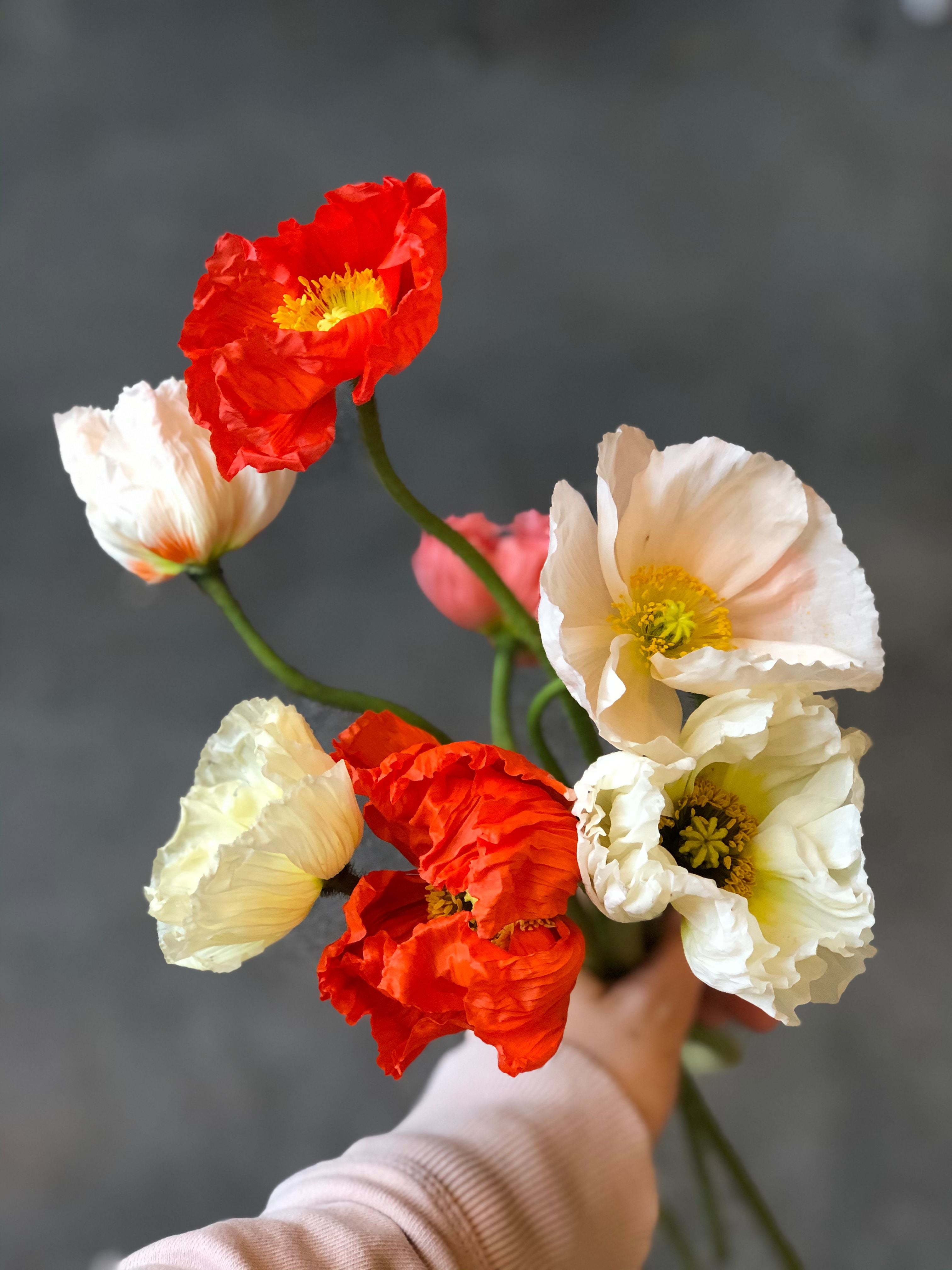 What's Poppin'? Poppies | Flower Spotlight