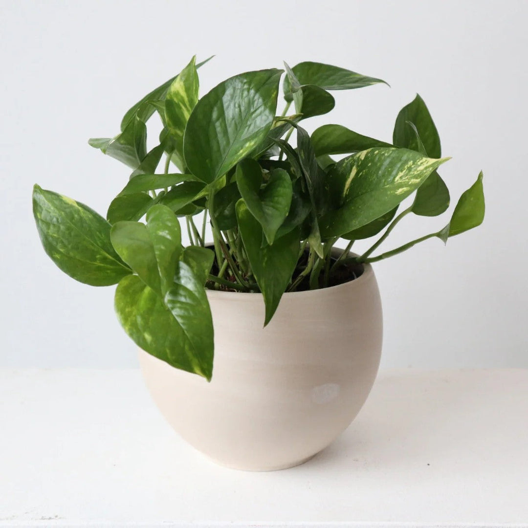 Pothos | Houseplant Spotlight