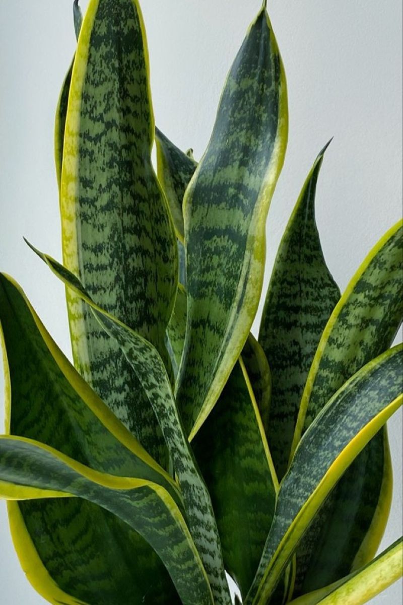 Snake Plant | Houseplant Spotlight