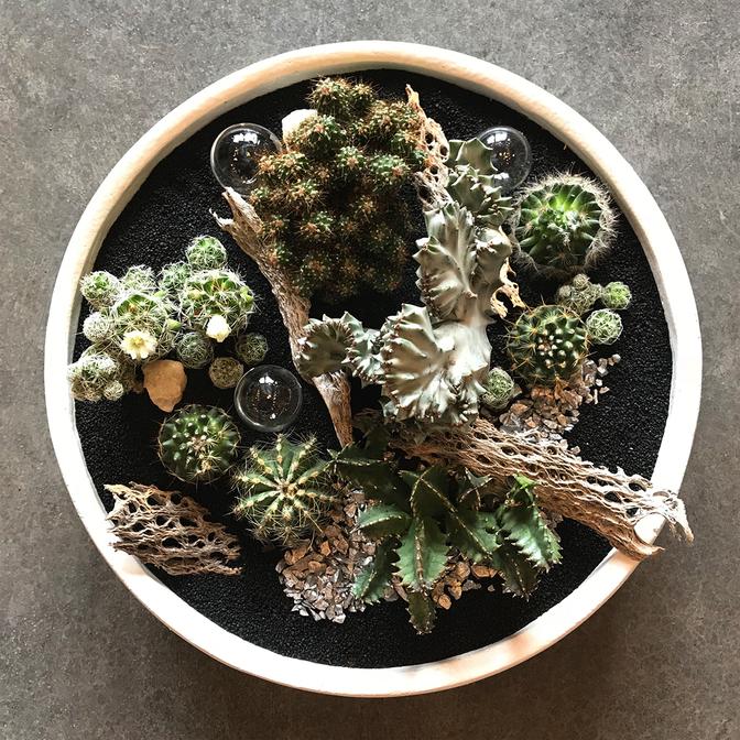 You are looking sharp | Cactus spotlight