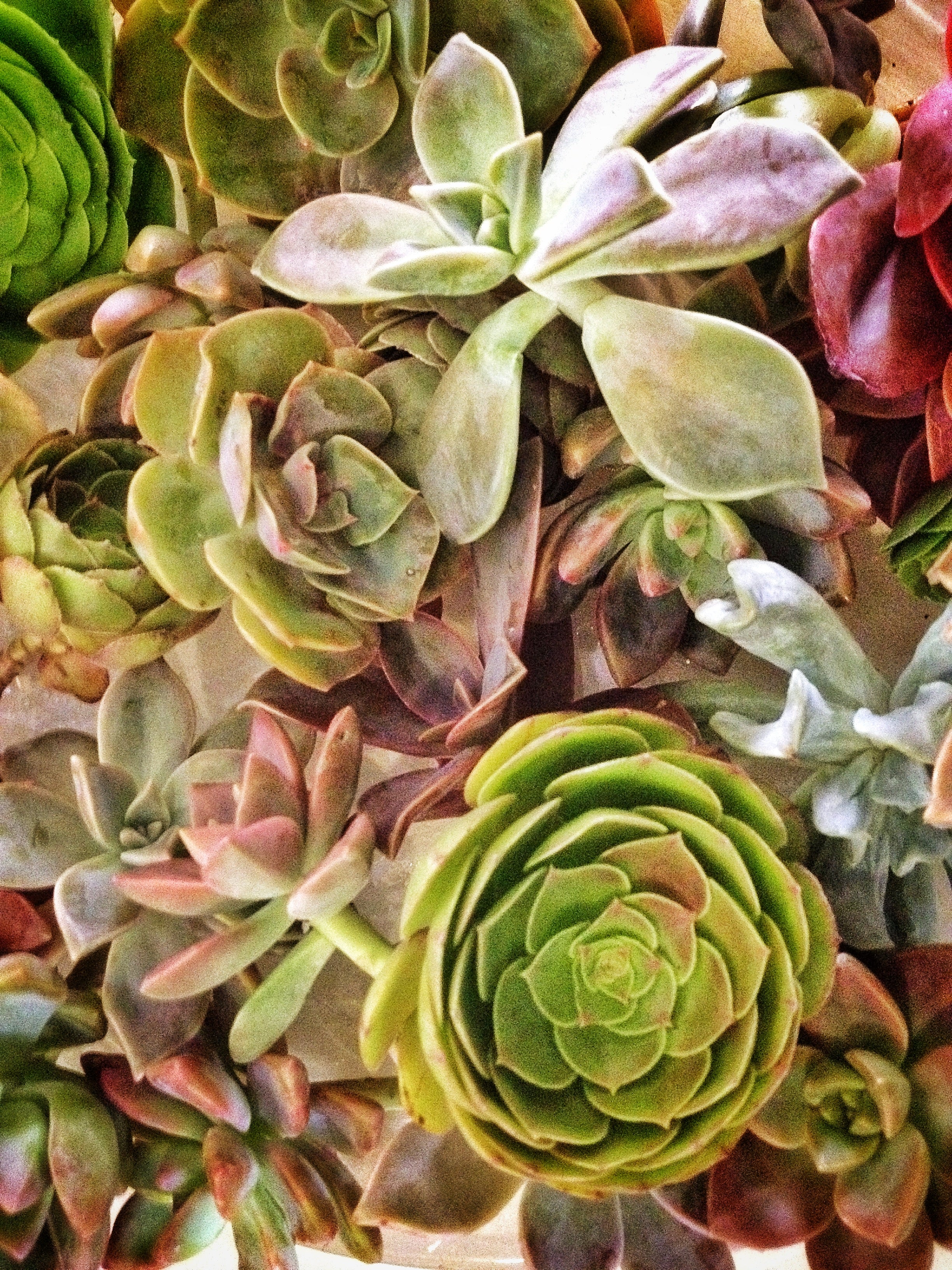 Rochester NY Florist | Favorite Friday | Succulents