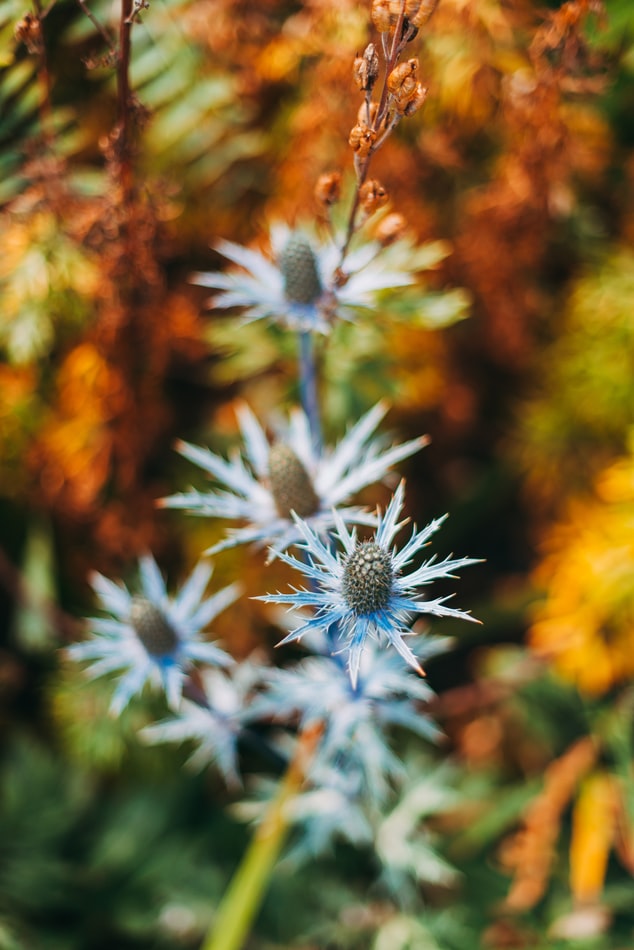 Blue thistle | Flower Spotlight