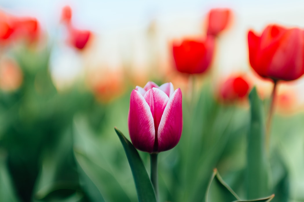 Tulips | Flower Spotlight