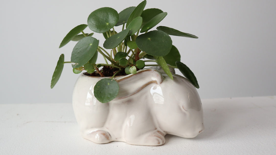 Bunny planter easter flowers