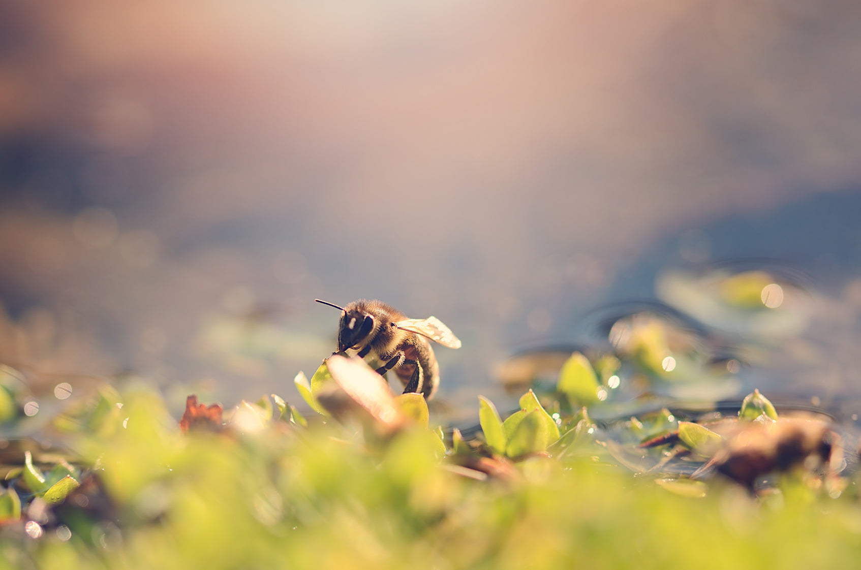 Honey bee in field