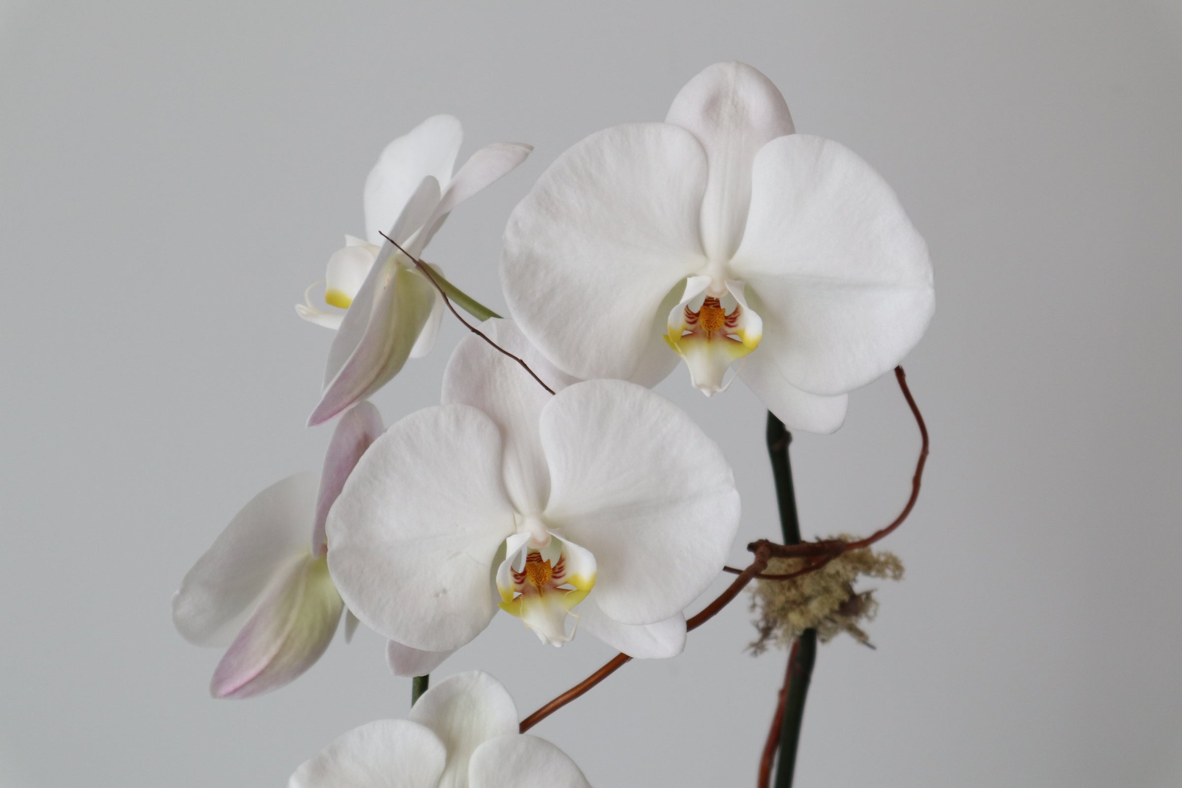 Orchid close up photos in white