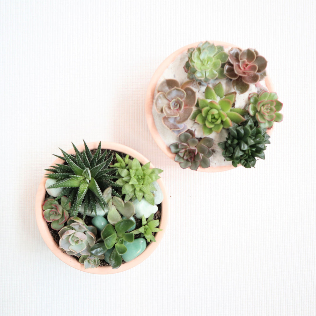 Succulents in blush planters with white sand