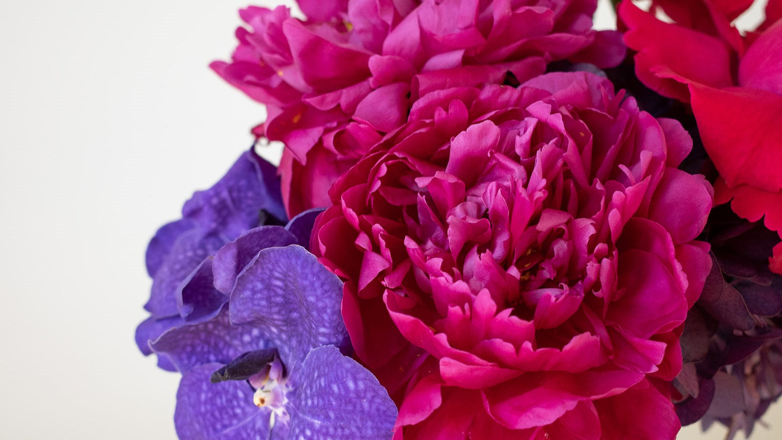Peonies, orchids and roses for valentines header