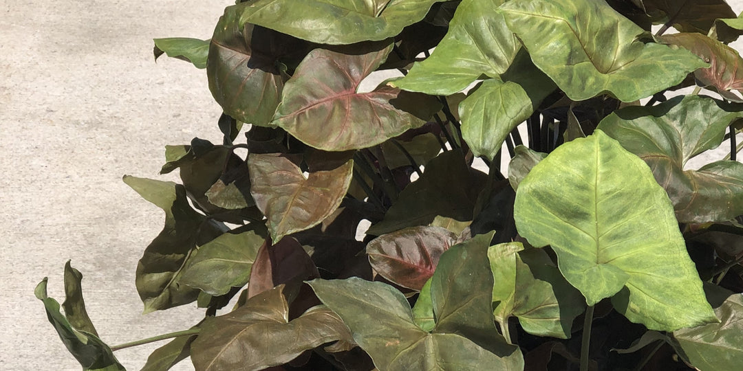 Plant Care header image