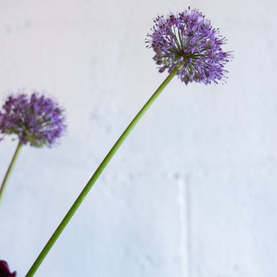 Purple flower with a white background