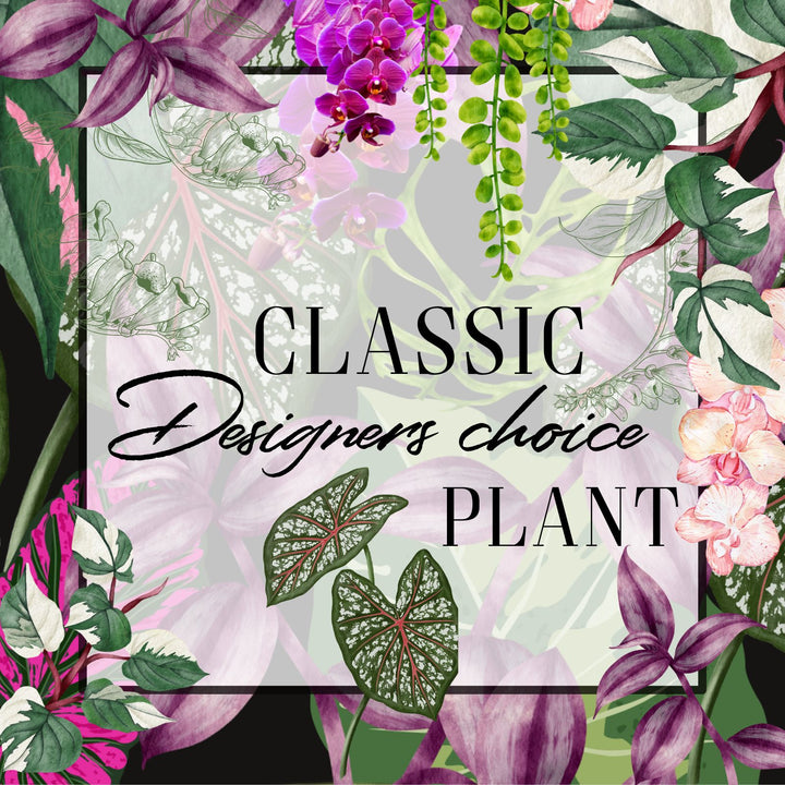 Decorative image with floral elements and text 'Classic Designers choice PLANT' on a transparent background.