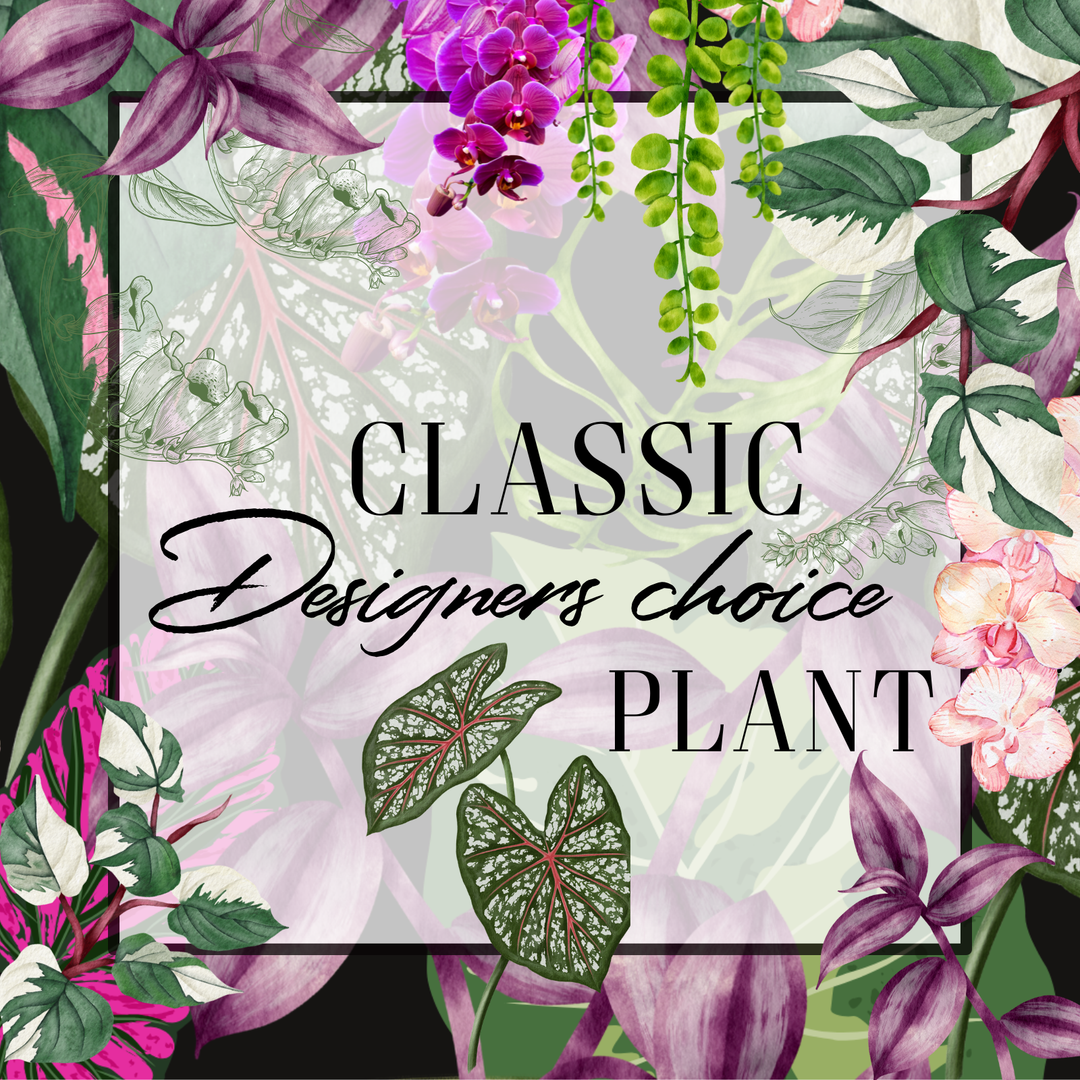 Floral design with text 'Classic Designers choice PLANT' surrounded by various plants and flowers.