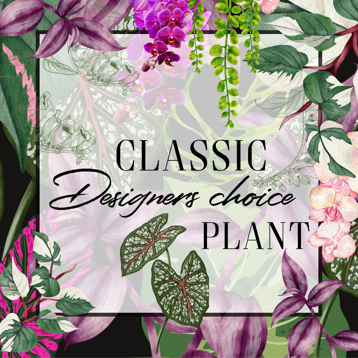 Floral design with text 'Classic Designers choice PLANT' surrounded by various plants and flowers.