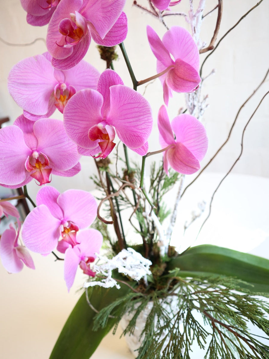 winter orchid in birch pot