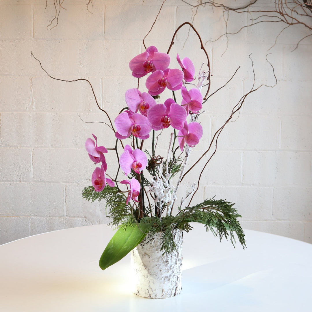 winter orchid in birch pot