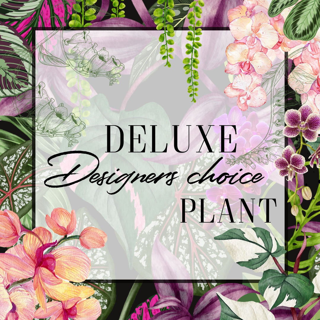 Decorative image with floral and leaf patterns and text 'Deluxe Designers choice Plant'.