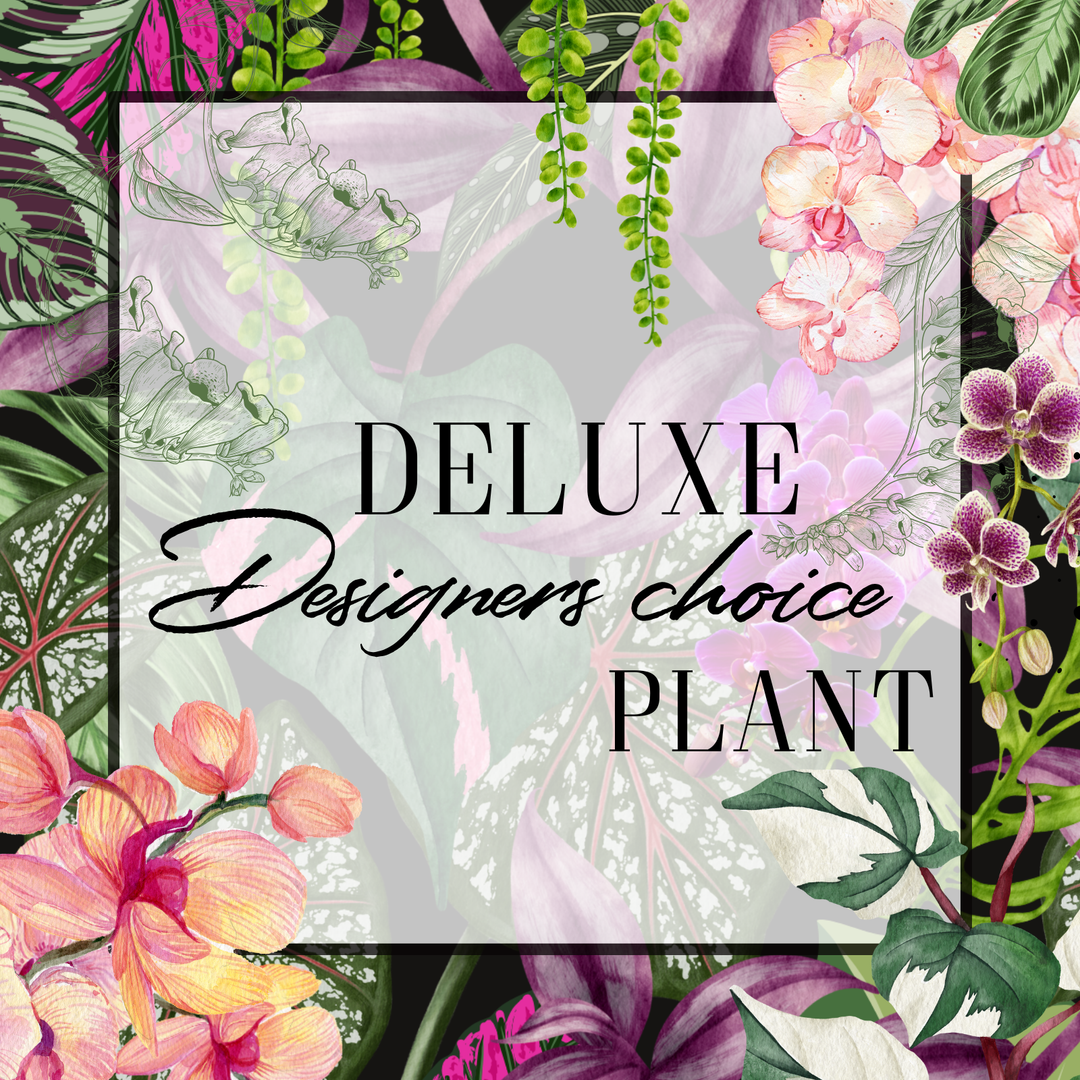Decorative image with floral and plant designs surrounding text 'Deluxe Designers choice Plant'.