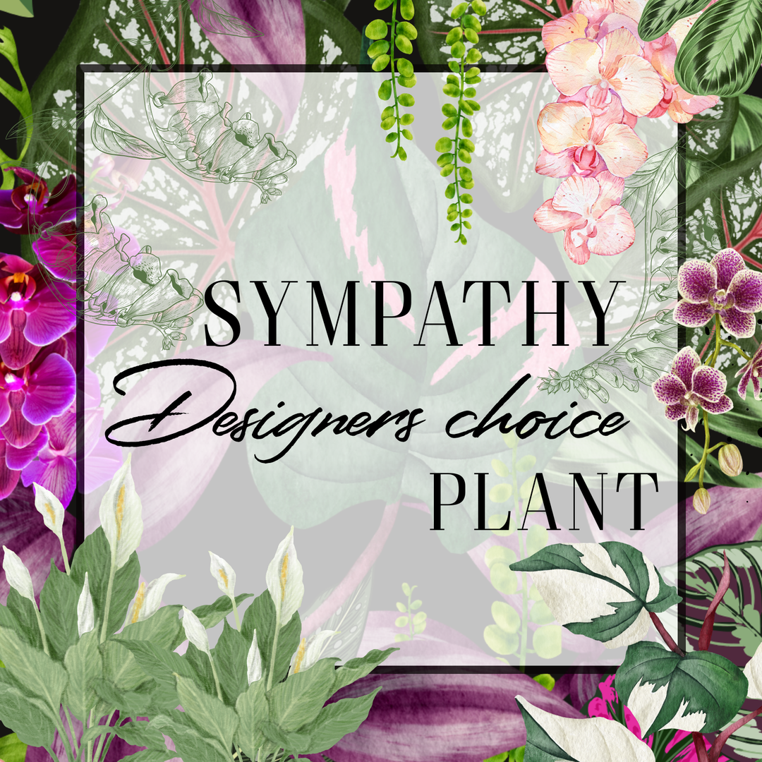 Floral design with text 'SYMPATHY Designers choice PLANT' surrounded by various plants and flowers.