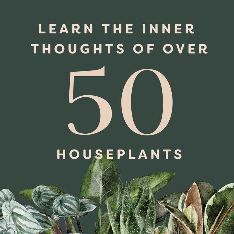 Houseplants And Their Fucked Up Thoughts | Learn The Inner Thoughts of Over 50 houseplants.