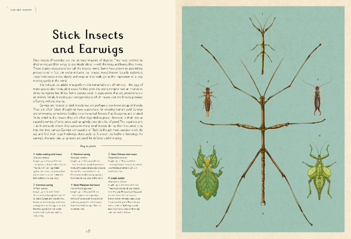 Illustration of stick insects and earwigs with text on a beige background