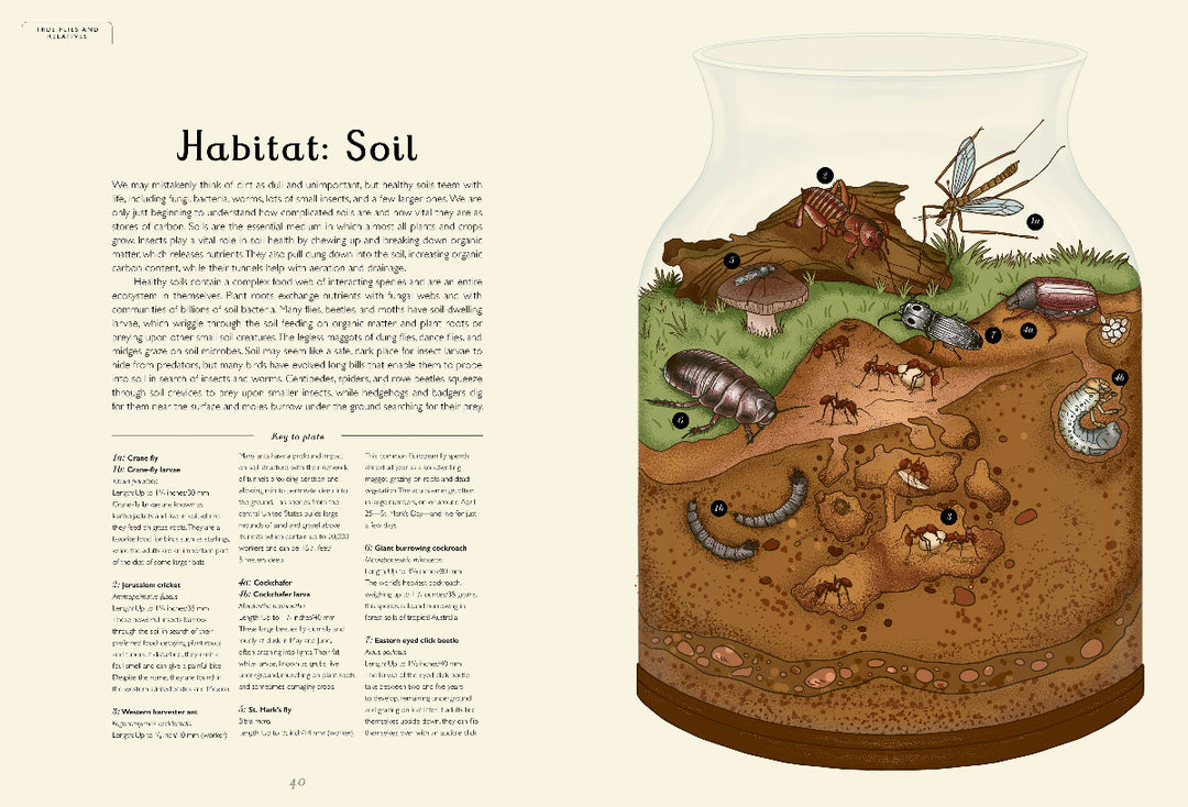 Illustration of a soil habitat with various organisms and text on a beige background