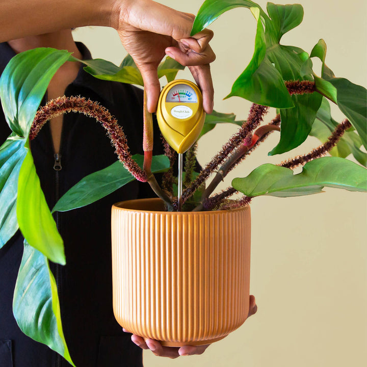 Jungle Club | Moisture Meter, in green. Example of meter being used in a plant.