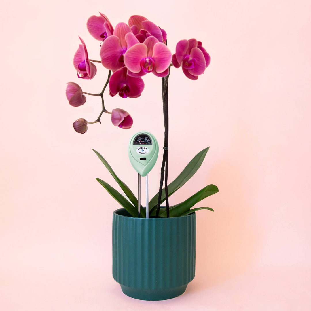 Jungle Club 3 in 1 moisture meter in the Lagoon color. placed in the pot of a magenta orchid plant.