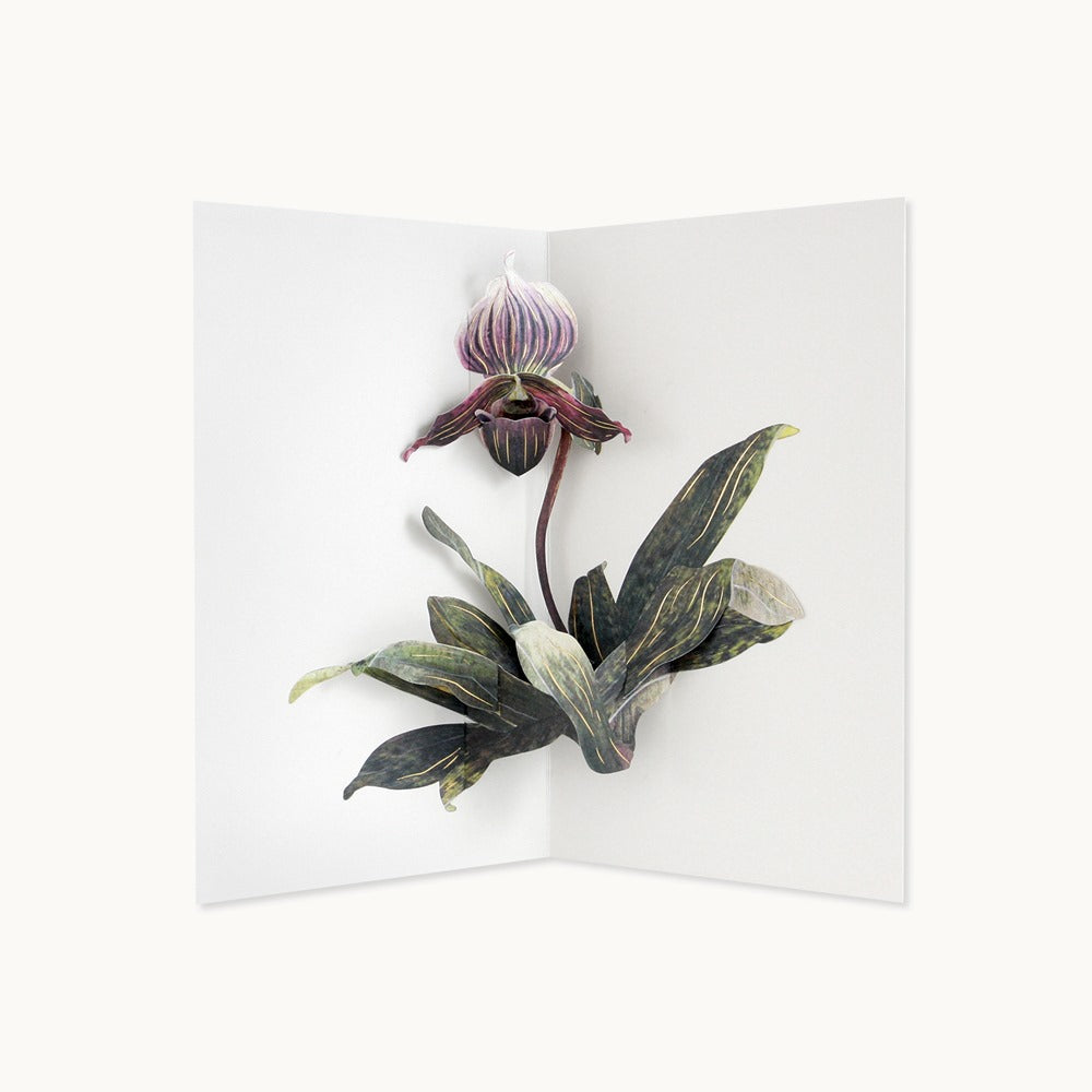 Hiromi Takda | Lady Slipper Orchid Pop-Up Card | A white pop up card wth purple lady slipper orchid with gold accents.