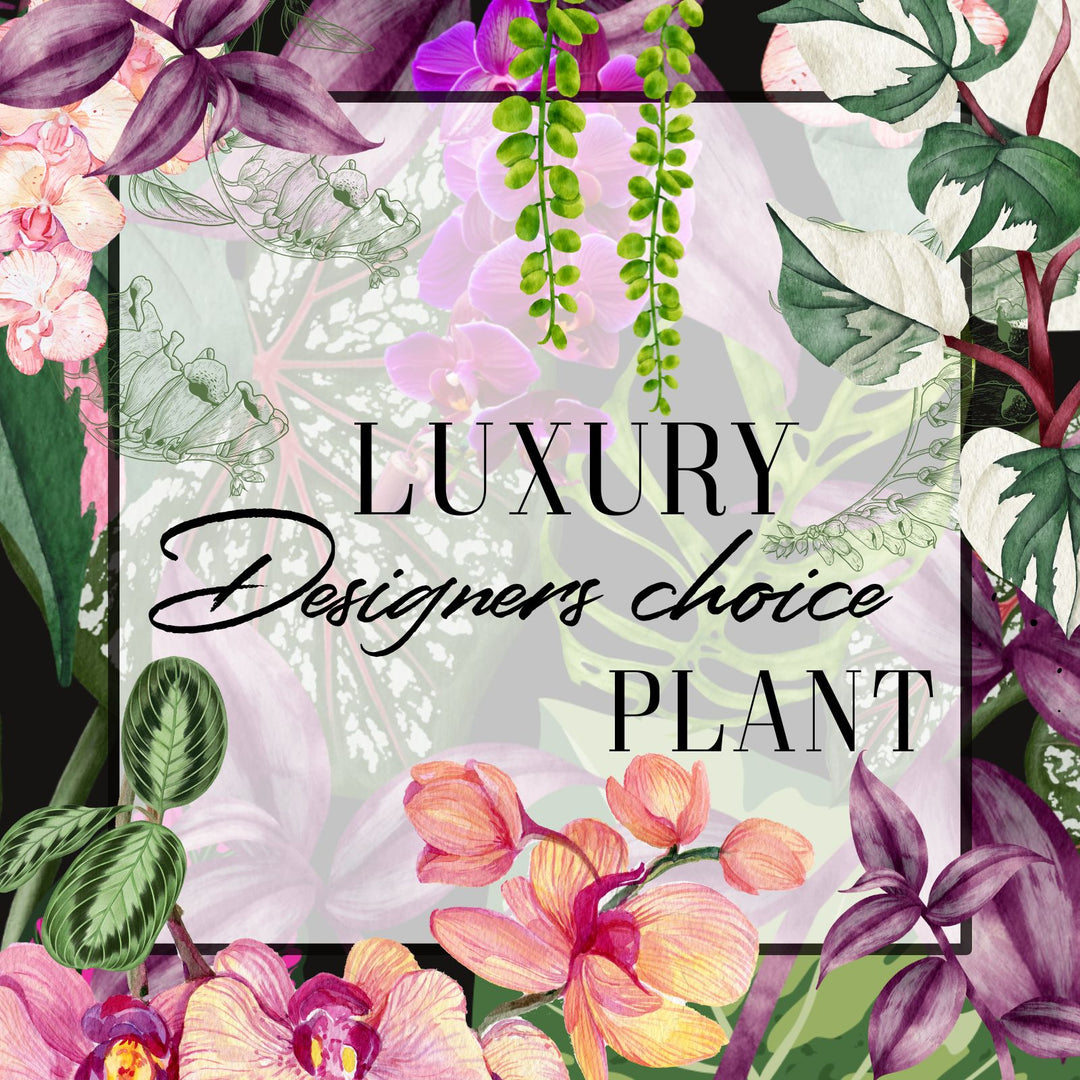 Decorative image with floral and leaf designs and text 'Luxury Designers choice PLANT'.