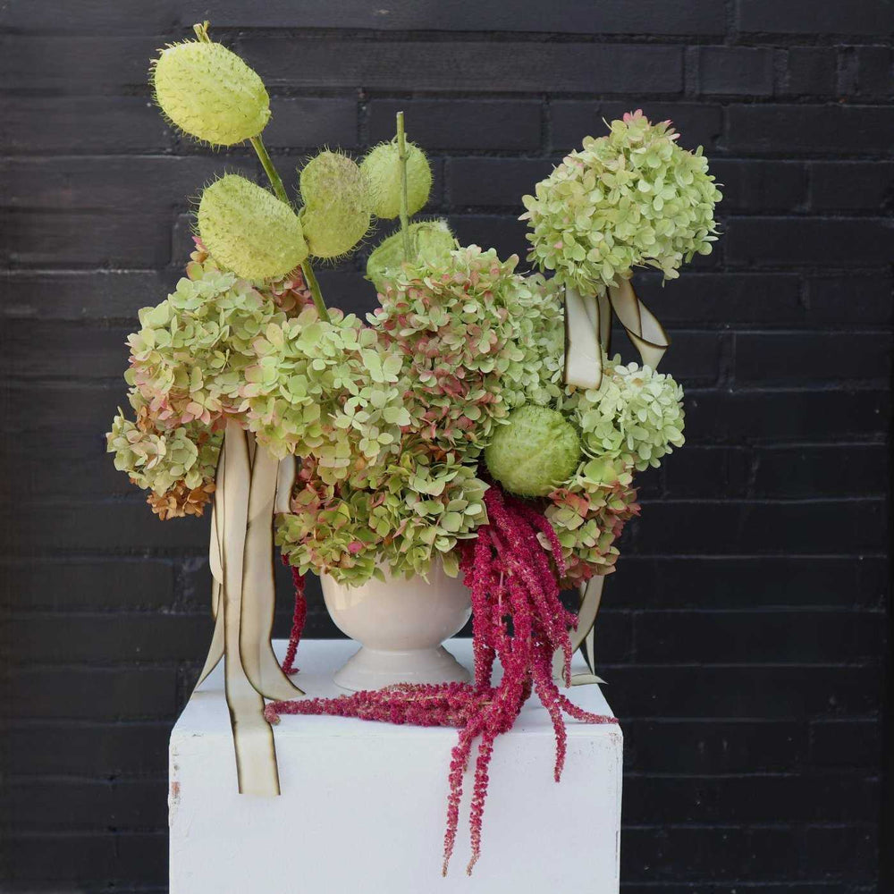 arrangement with light green and pink varigated hydrangeas, flowing ribbons, and rich amaranthus with Gomphocarpus on a dark background