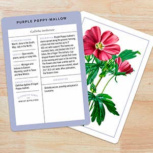 Penguin Random House | Illustrated botanical flashcards | Purple Poppy-Mallow.