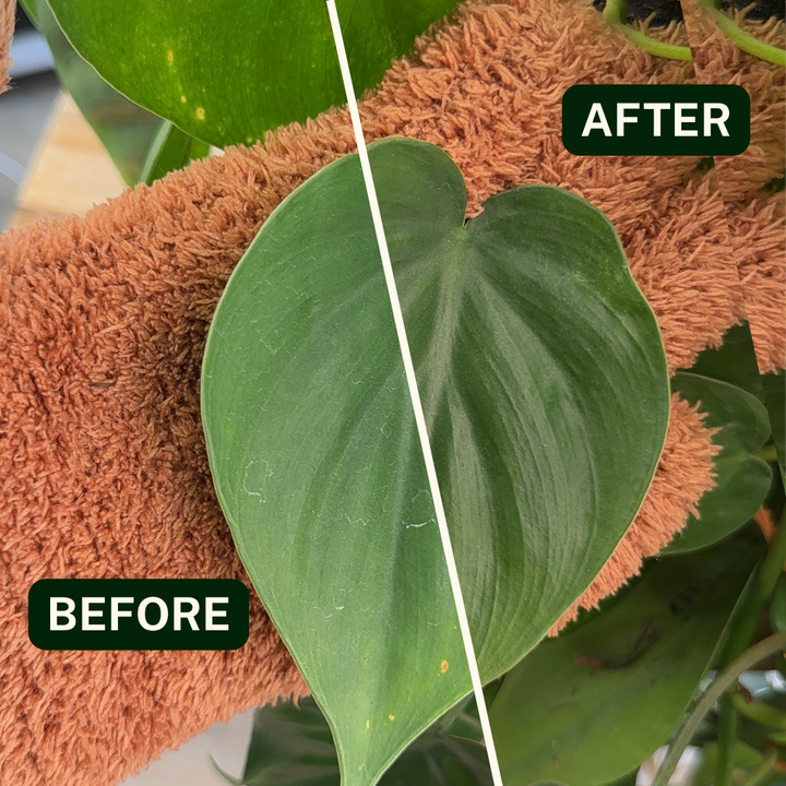 Perfect Plantista Microfiber plant gloves for dusting indoor houseplant leaves. Example image showing before and after
