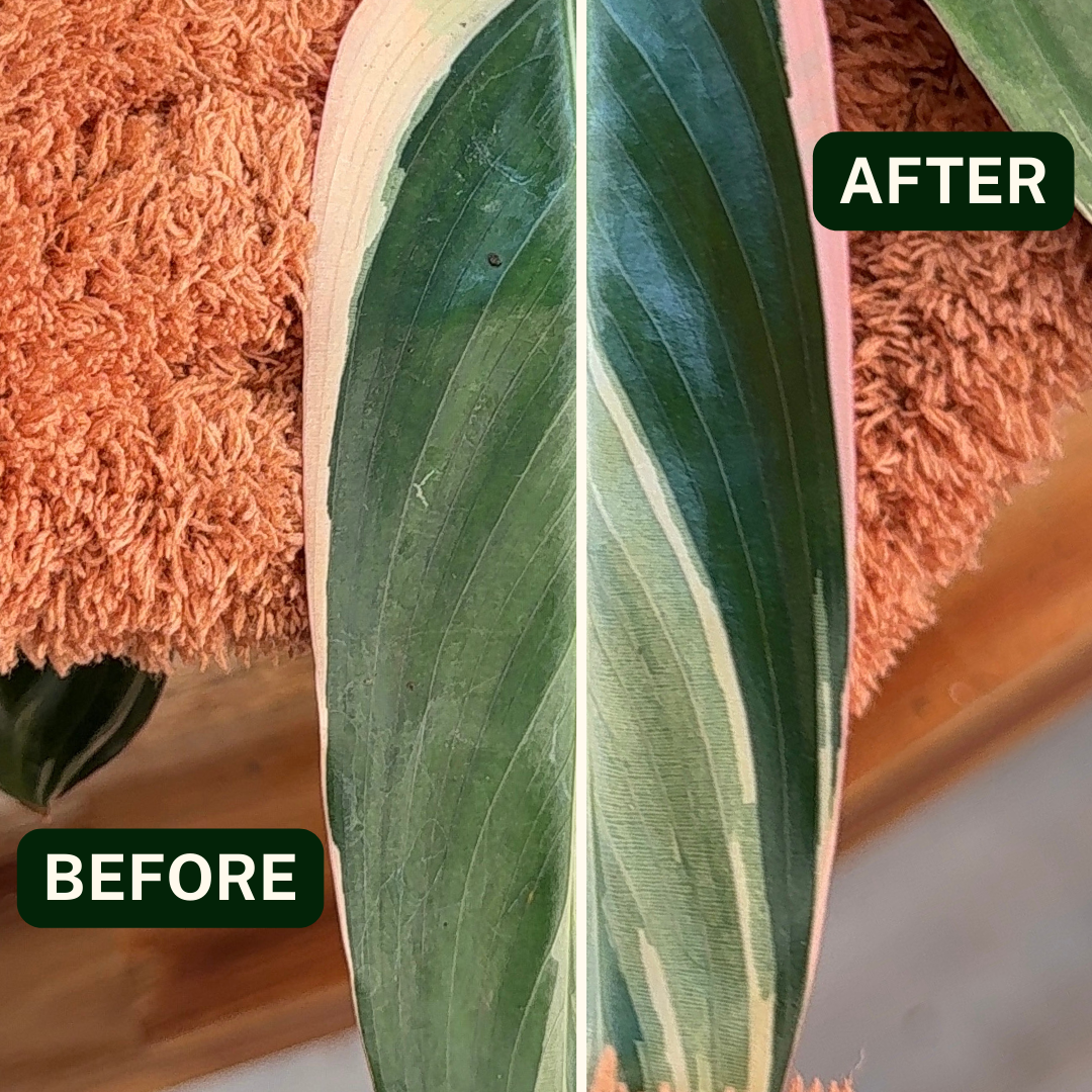 Perfect Plantista microfiber plant gloves for dusting off indoor houseplant leaves. Example before and after plant graphic.