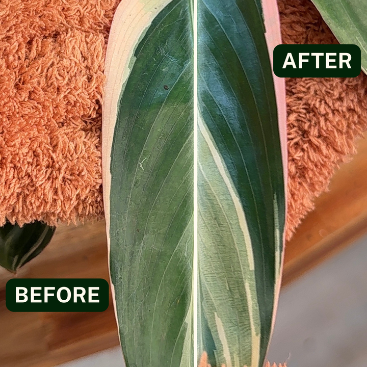 Perfect Plantista microfiber plant gloves for dusting off indoor houseplant leaves. Example before and after plant graphic.
