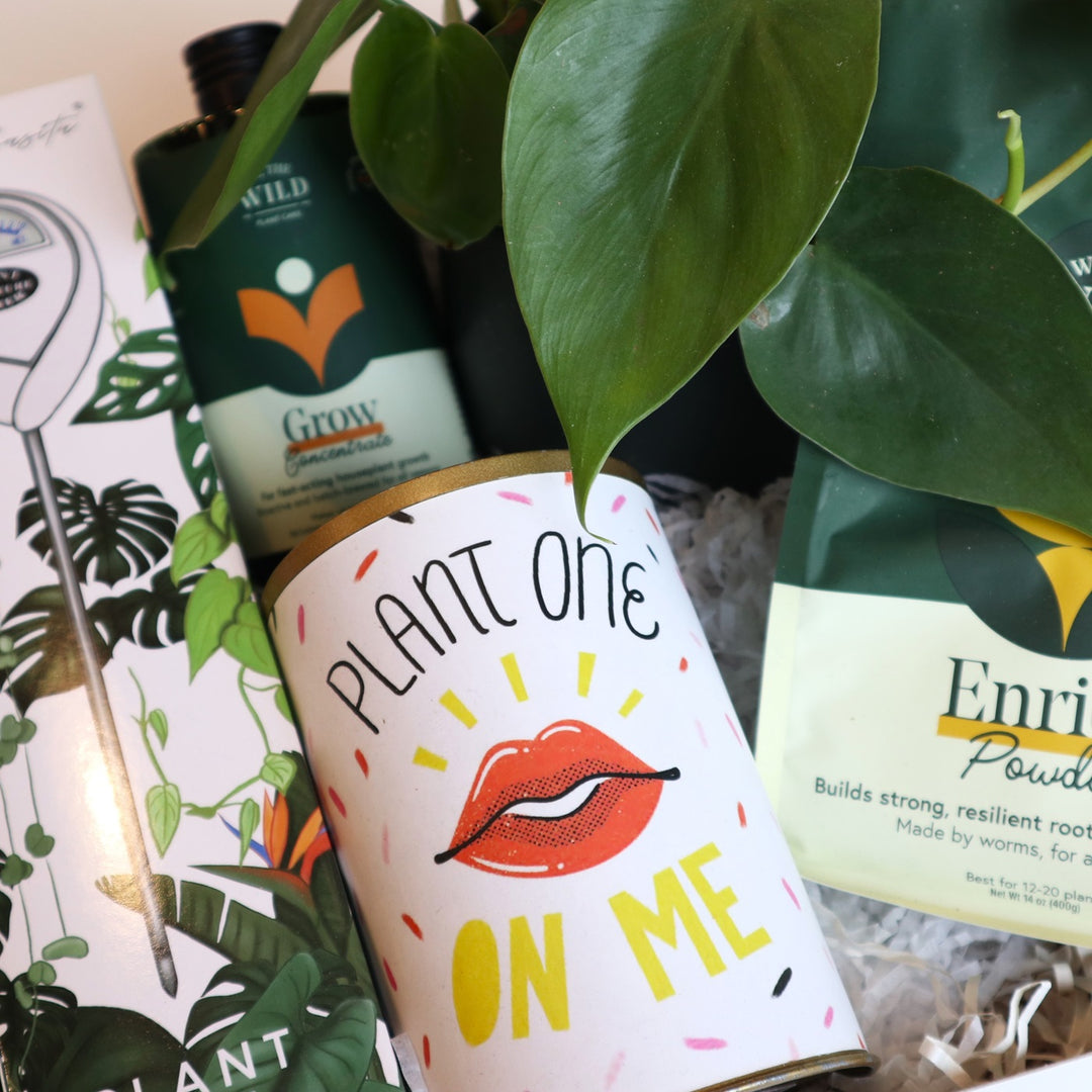 Plant Lover's Gift Box | Close up on the moisture meter, grow concentrate, enrich powder, "plant one on me" punny can, and leaves of the philodendron plant.
