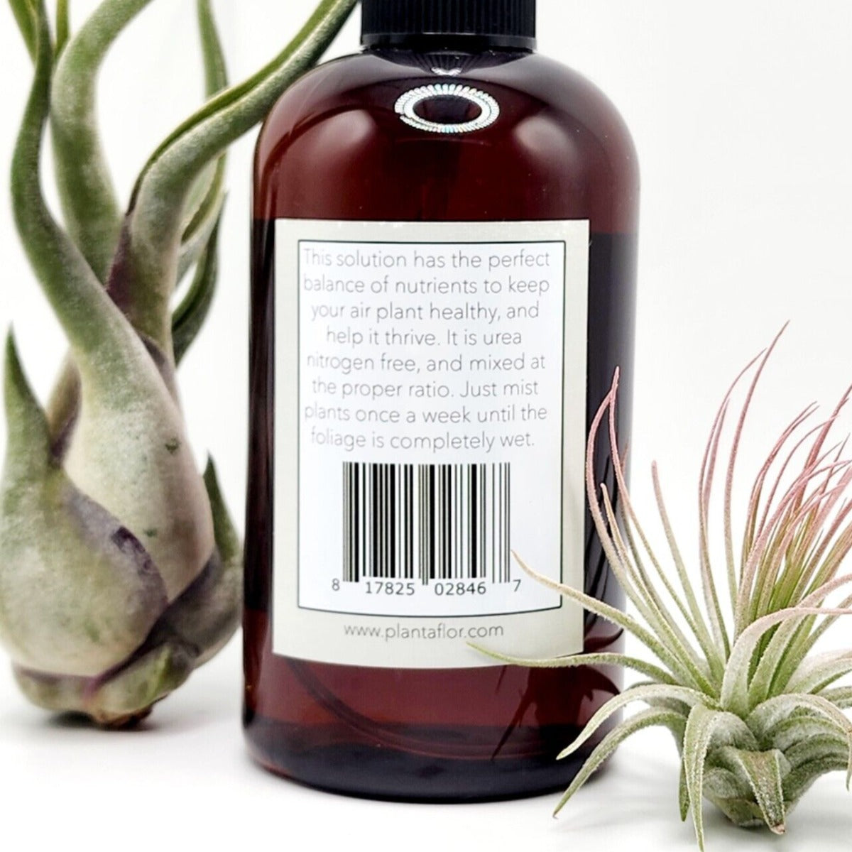 plantaflor air plant food Air Plant Food Tillandsia Fertilizer Spray 8 oz
