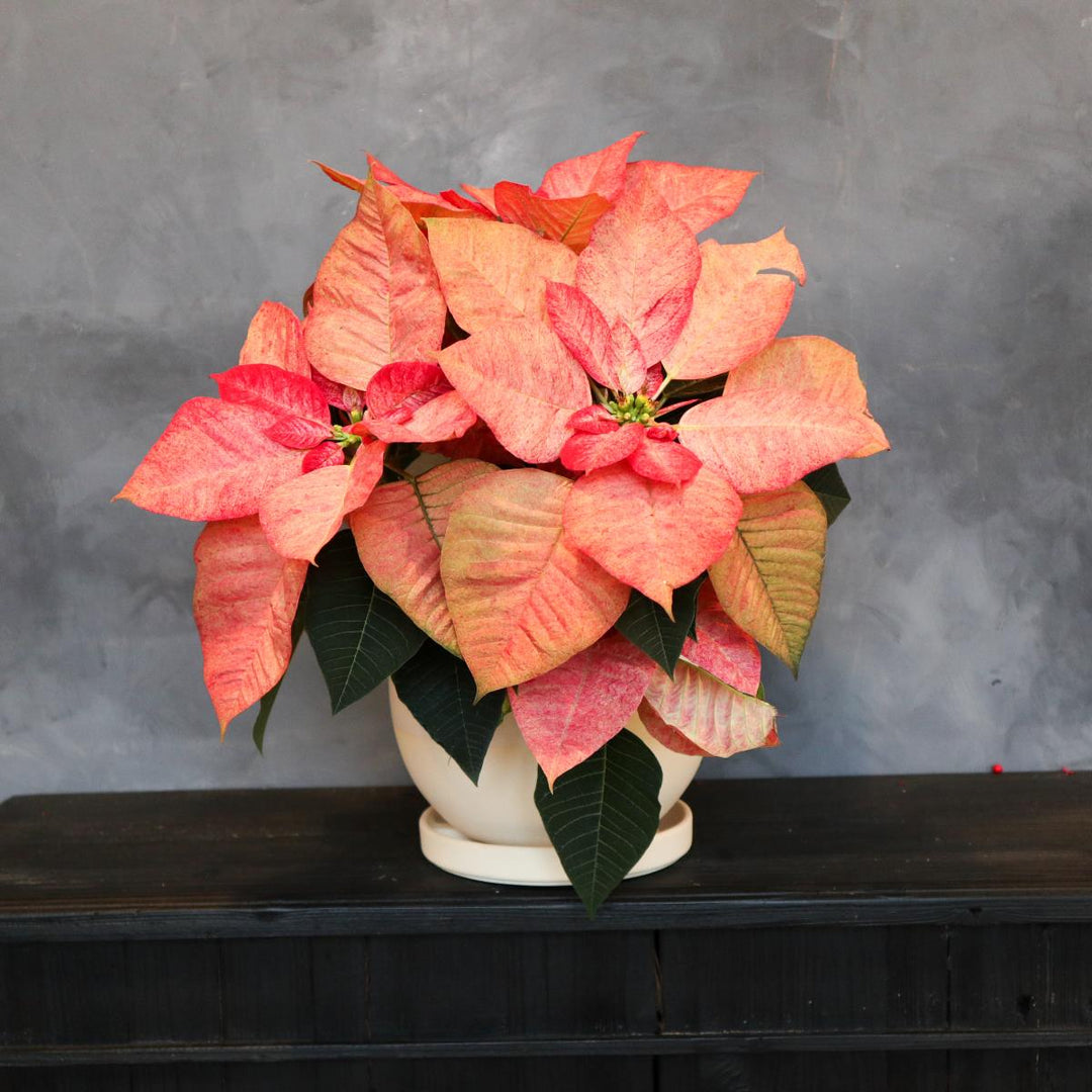 A pink pointsettia in a white pot against a gray background.